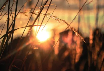 A sunset over a wheat field.