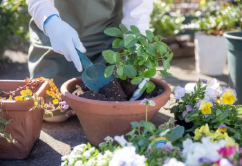 A close-up photo of someone wearing gloves while gardening outdoors. They are lifting a plant from a pot with a trowel.