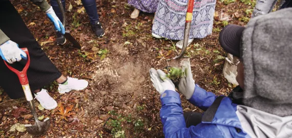 A group of people volunteering outdoors and planting trees. A person wearing gloves, a raincoat, and hat is planting a seedling while several others stand near them in a circle, holding shovels.