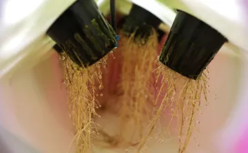 aeroponic gardening