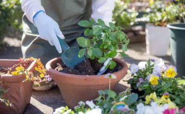 A close-up photo of someone wearing gloves while gardening outdoors. They are lifting a plant from a pot with a trowel.